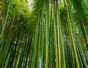 Fototapeta premium Bamboo trees pattern part 4