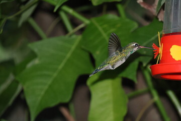 Colibrí en la noche © Isabel