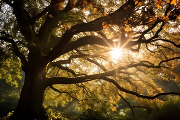 Obraz premium forest