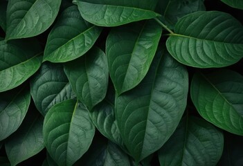 Fototapeta premium A close-up photo of dark green leaves with a blurred background