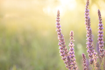 Closeup of beautiful salvia nemorosa (sage) flowers blooming in field on a sunny day,  empty blank copy text space.