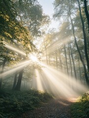 Fototapeta premium Sunlight streaming through forest trees on serene morning walkway
