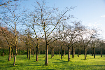 Obraz premium Spring landscape.