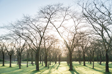 Fototapeta premium Spring landscape.