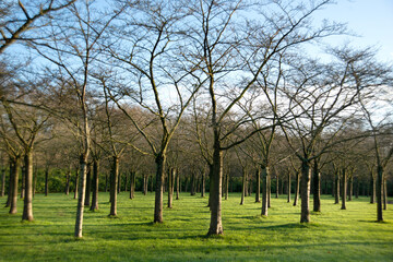 Fototapeta premium Spring landscape.