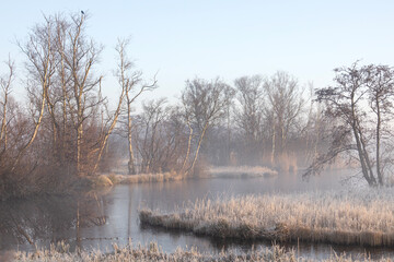 Trees without leaves by the water in the field on a foggy morning.