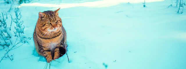 Cat sitting in the snow in the winter garden. Horizontal banner