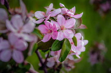 Wild apple blossom. Kiev spring.