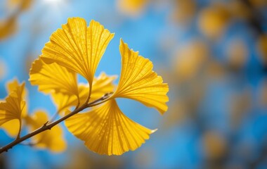 A macro photograph of a ginkgo biloba branch with vibrant yellow leaves against a bright blue sky