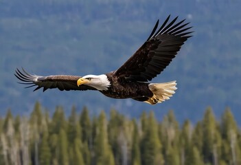 Obraz premium A bald eagle soaring in the sky with its wings spread out wide
