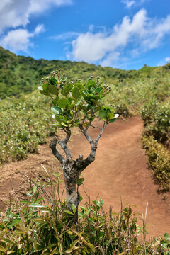 Erythrospermum monticola Thouars is a rare plant species native to the tropical forests of the Mascarenes, including Mauritius.