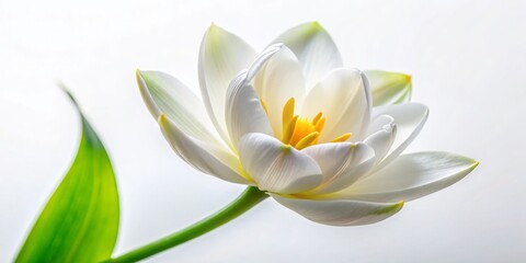 Blooming White Siam Tulip Flower Isolated, Pure White Background Stock Photo