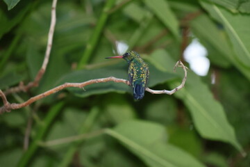 Colibrí descansando