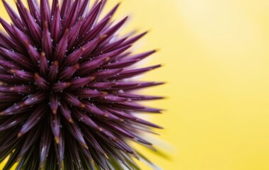 Fototapeta premium A close-up of a blue globe thistle flower with a blurred yellow background