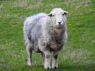 Sheep isolated on a green field in the English countryside.