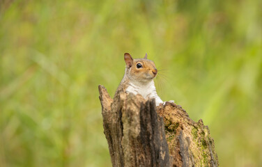 The eastern gray squirrel, also known as the grey squirrel depending on region, is a tree squirrel...