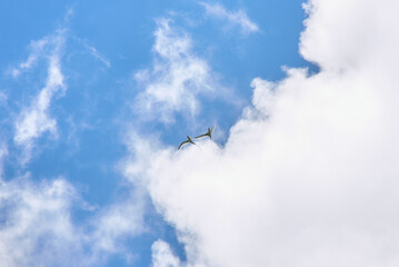 Two Phaethon lepturus, commonly known as the white-tailed tropicbird, soars gracefully through the sky, its long, elegant tail feathers trailing behind like delicate ribbons