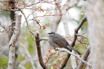 寒空の公園で見つけた野鳥（ヒヨドリ）