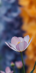 Fototapeta premium Delicate pink flower stands out against a blurred background of blue and orange hues in a vibrant garden setting
