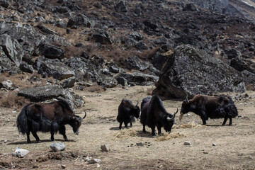 A herd of four black yaks graze on the rocky ground
