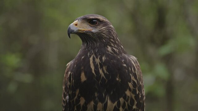 Rapace diurne buse de harris