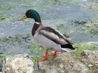 Duck perched on a rock by the lake, gazing over the calm water. Captured in natural light, highlighting its detailed feathers and serene setting. Perfect for wildlife and nature themes.