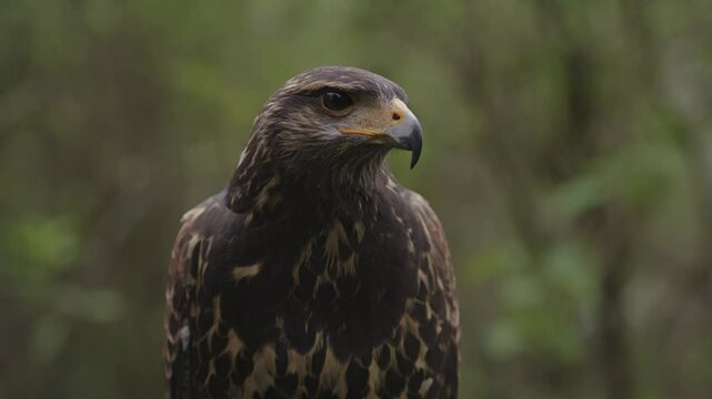 rapace diurne buse de harris