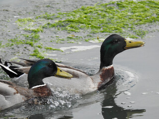 Two ducks swimming on a calm lake, captured in a semi-close-up. The water reflects soft natural light, highlighting the bird's detailed feathers. Perfect for wildlife and nature themes.