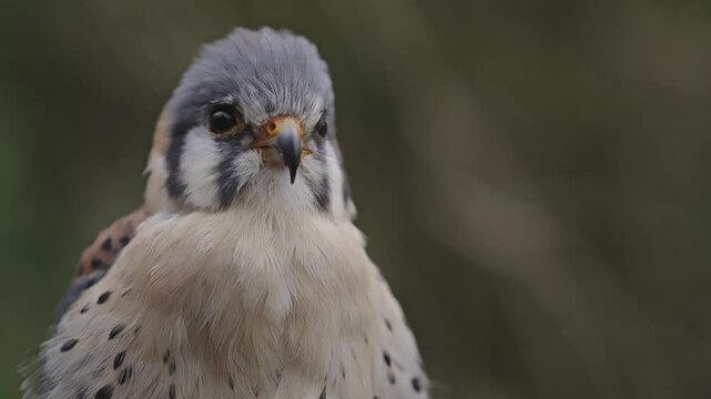 portrait rapace diurne faucon cr&eacute;cerelle