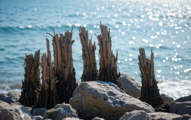 A beach with stumps and stones in the foreground and the ocean in the background, with a vibrant sunset sky