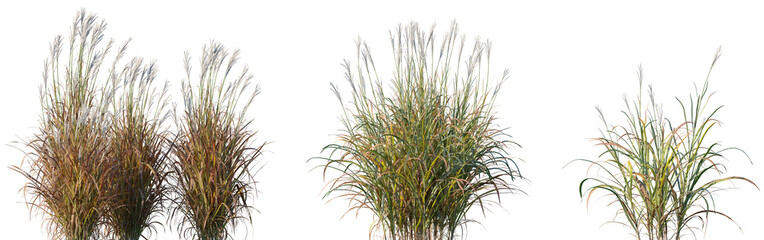 Set of frontal Miscanthus purpurascens (Autumn Flame, Flame Grass) grass isolated png on a transparent background perfectly cutout high resolution