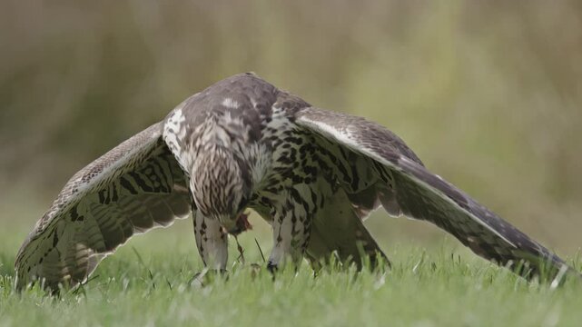rapace diurne et sa proie faucon sacre