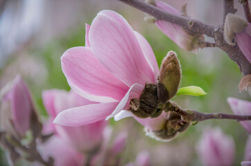 Delicate pink magnolias blooming near the house. Kiev spring.