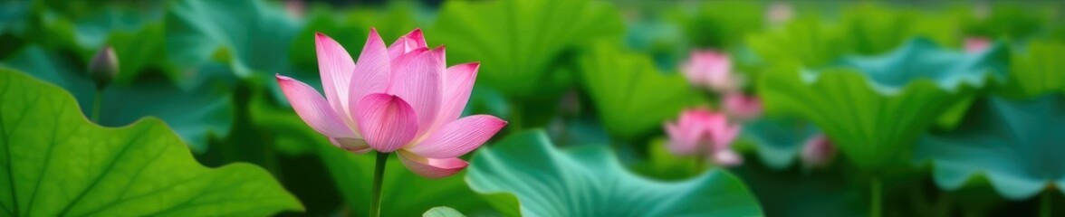 Fototapeta premium Delicate pink petals unfurl on a lush green leaf, garden, pink lotus