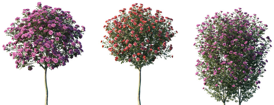 Set of Rosa chinensis (known commonly as the China rose, Chinese rose or Bengal rose) frontal isolated png on a transparent background perfectly cutout