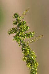 Plant in semi desertic environment, Calden forest, La Pampa Argentina