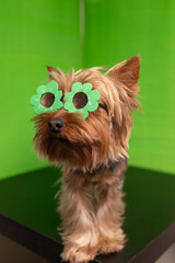 An adorable dog wearing glasses with bright flowers and clover leaves, which makes it perfect for...