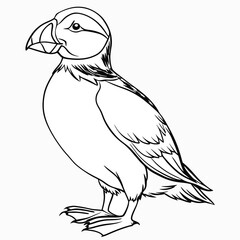 A line art of a puffin bird 