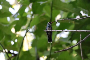 Colibrí posado descansando © Isabel