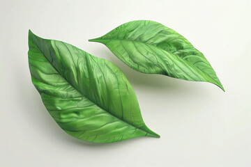 Obraz premium Green leaves element on white background