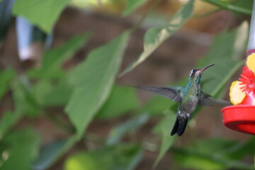 Colibrí con las alas desplegadas