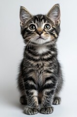 Adorable striped kitten sitting upright with expressive eyes on a plain background, showcasing its playful and curious nature in a studio setting