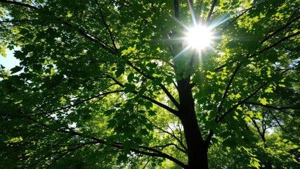 Obraz premium Sunlight filters through beech tree leaves in dappled pattern, natural beauty, mystical woods