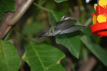 Colibrí en la noche © Isabel