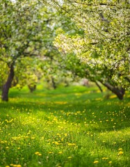 illustration en ia, d'un beau jardin avec des cerisiers et avec un soleil &agrave; l'horizon, herbe verte et jolies fleurs jaunes avec de beaux arbres
