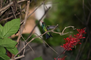 Colibrí desperezándose
