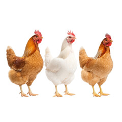 Fototapeta premium Three chickens standing side by side, white isolate background.