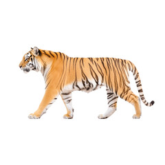 Obraz premium Tiger walking gracefully, white isolated background.