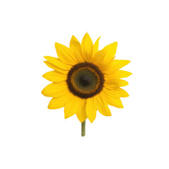 Obraz premium Vibrant sunflower on a white isolated background.