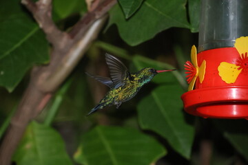 Colibrí alimentándose en la noche © Isabel